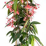 Begonia Corallina x Albopicta Tamaya XL