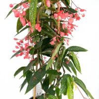 Vibrant begonia plant with cascading pink flowers and green speckled leaves in a black pot.