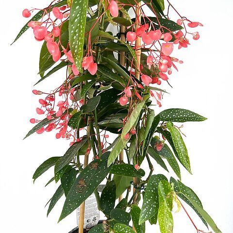 Vibrant begonia plant with cascading pink flowers and green speckled leaves in a black pot.