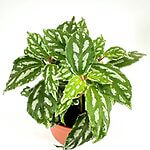Pilea Cadierei Aluminium Watermelon Plant