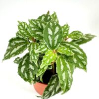 Homalomena plant in terracotta pot with variegated heart-shaped leaves on light background.