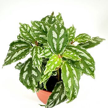 Homalomena plant in terracotta pot with variegated heart-shaped leaves on light background.