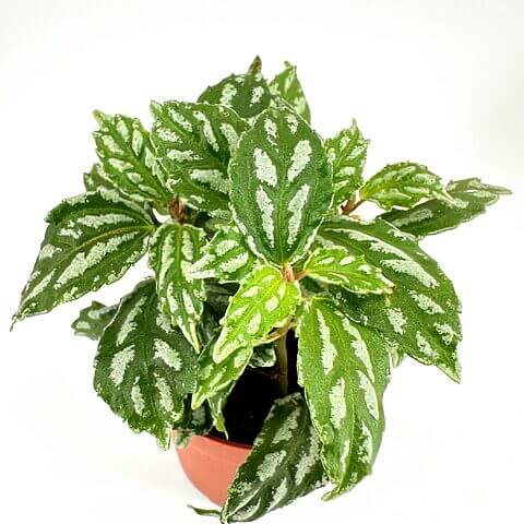 Homalomena plant in terracotta pot with variegated heart-shaped leaves on light background.