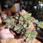Aeonium Red Stripe Succulent 10cm pot