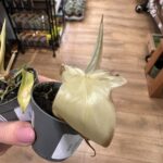 Philodendron Florida Ghost 6cm SALE