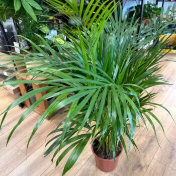 Chamaedorea Elegans Parlor Palm 22cm pot Houseplants