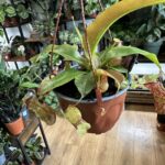 Monkey Jars Nepenthes Gaya Carnivorous 14cm pot