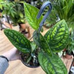 Epipremnum Marble Planet Peru Karstenianum 15cm pot