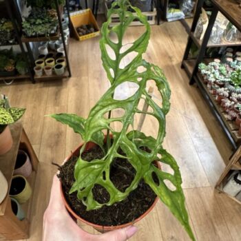 Monstera Oblique Peru Obliqua 12cm pot Houseplants cheese plant 3