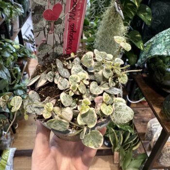 Variegated String of Hearts Ceropegia Woodii 9cm pot Hanging & Trailing 6cm plant