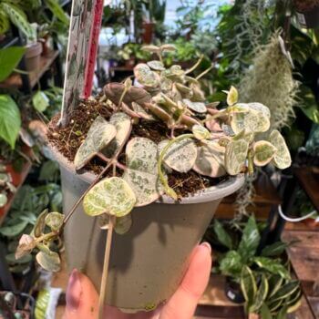 Variegated String of Hearts Ceropegia Woodii 9cm pot Hanging & Trailing 6cm plant 3