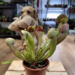 Carnivorous Sarracenia Trumpet Pitcher Catesbaei Catesby's 8cm pot