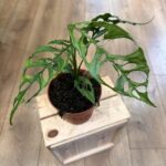 Monstera Oblique Peru Obliqua 12cm pot