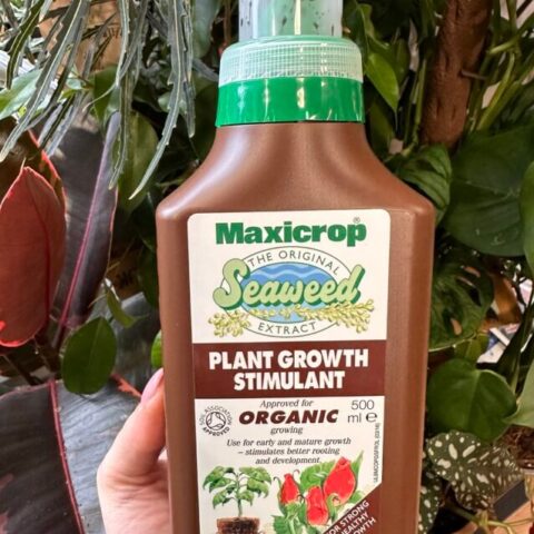 500ml bottle of Organic Seaweed Plant Food Growth Stimulator by Maxicrop, a natural fertilizer promoting healthy plant growth.