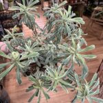 Euphorbia Silver Swan Haracias African Milk Cactus 15cm pot