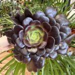 Aeonium Velour Black Succulent 15cm pot
