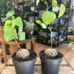 Stephania Erecta Caudex Houseplant