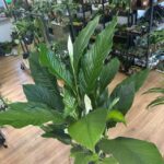 Peace Lilly Sebastiano Spathiphyllum XL Height 24cm pot 120cm