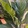 img_4123