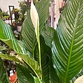 img_4124