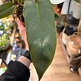 img_4244