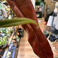 img_4245
