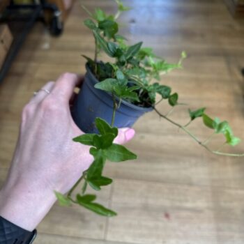 Hedera Helix English Ivy 8cm pot Hanging & Trailing English Ivy 3