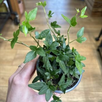 Hedera Helix English Ivy 8cm pot Hanging & Trailing English Ivy 2
