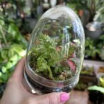 Terrarium Cloche Egg Eco-Glass