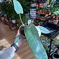 img_4409