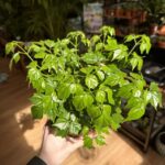 Radermachera China Doll Plant 12cm pot