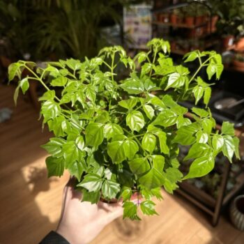 Radermachera China Doll Plant 12cm pot Houseplants air purifying