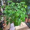 img_4416