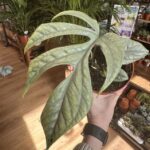 Monstera Amydrium Silver Spiderman plant 12cm pot