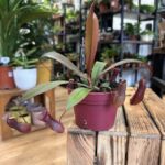 Carnivorous Nepenthes Pitcher Rebecca Monkey Jars 12cm pot