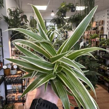 Chlorophythum Variegated Spider Plant 8cm pot Houseplants air purifying