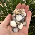 Natural Shell Assorted Mix Bundle