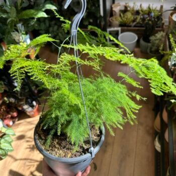 Asparagus Setaceus Fern Large 19cm pot Hanging & Trailing air purifier