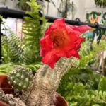 Peanut Cactus Ubink Cerise Chamaecerus 5.5cm