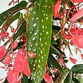 Vibrant indoor plant featuring pink flowers and green, spotted leaves enhancing home decor.