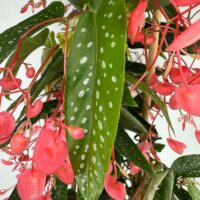 Vibrant indoor plant featuring pink flowers and green, spotted leaves enhancing home decor.
