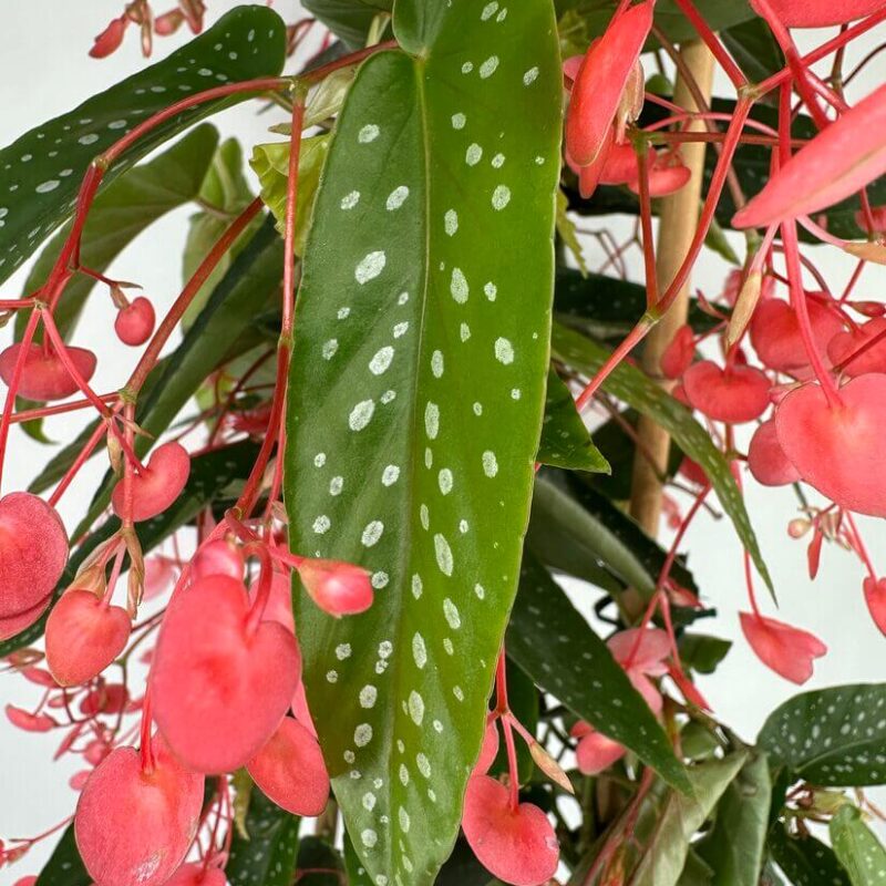 Pink Blooms and Green Leaves: A Botanical Delight Vibrant indoor plant featuring pink flowers and green, spotted leaves enhancing home decor.