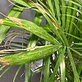 Tropical houseplant with glossy green leaves, browning tips, and a muted grey background.