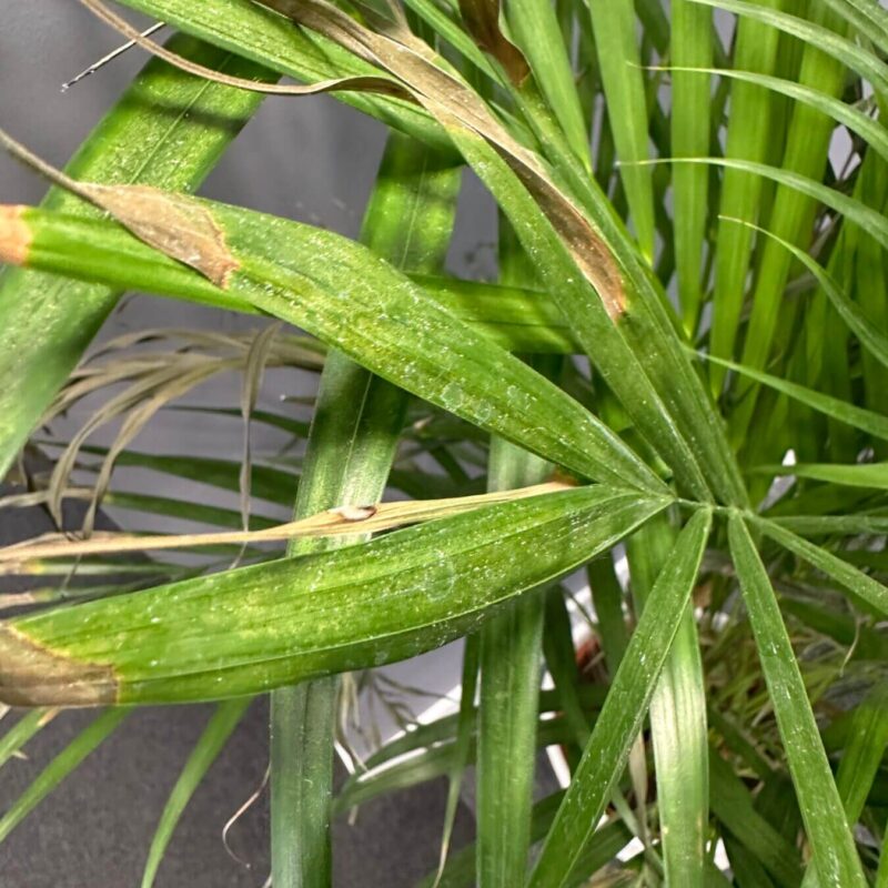 Glossy Tropical Foliage with Vibrant Green Leaves Tropical houseplant with glossy green leaves, browning tips, and a muted grey background.