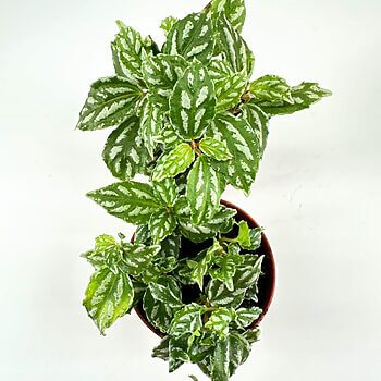 Lush green houseplant with variegated leaves in a terracotta pot on a white background.