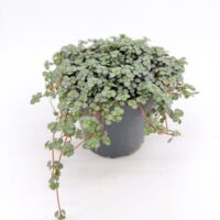 Pilea Greyzy Silver Sparkles terrarium houseplant in pot with trailing stems and small silvery green leaves