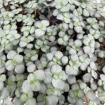 Pilea Greyzy Silver Sparkles Terrarium Houseplant