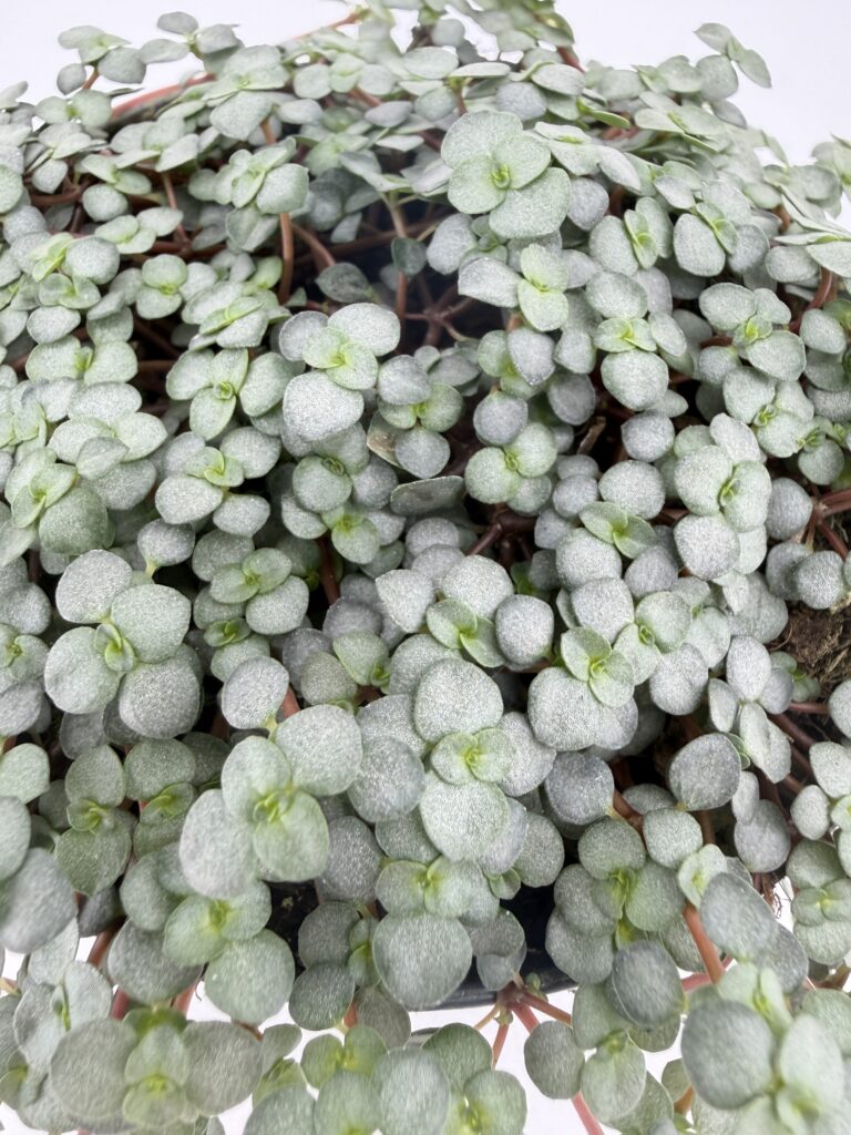 Close-up of Pilea Greyzy Silver Sparkles showing textured silver green leaves with soft metallic sheen