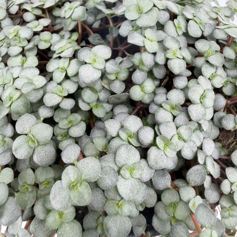 Close-up of Pilea Greyzy Silver Sparkles showing textured silver green leaves with soft metallic sheen
