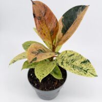 Ficus Shivereana Moonshine variegated rubber plant with cream, green and pink toned leaves in nursery pot